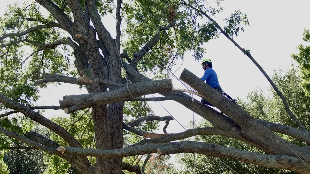 Professional Crown Thinning performed by certified arborists in Heuvelton